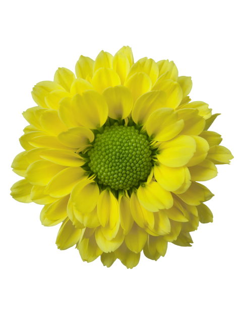 Aviso santini geel chrysant bloem