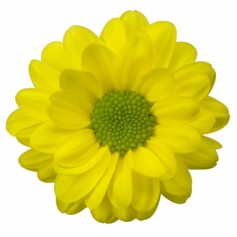 Meritage tros geel chrysant bloem