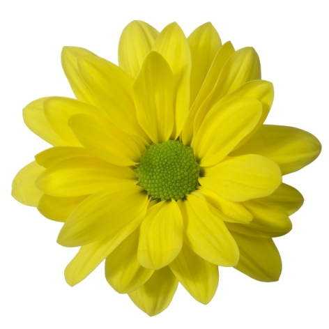 Minion tros geel chrysant bloem