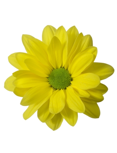 Minion tros geel chrysant bloem