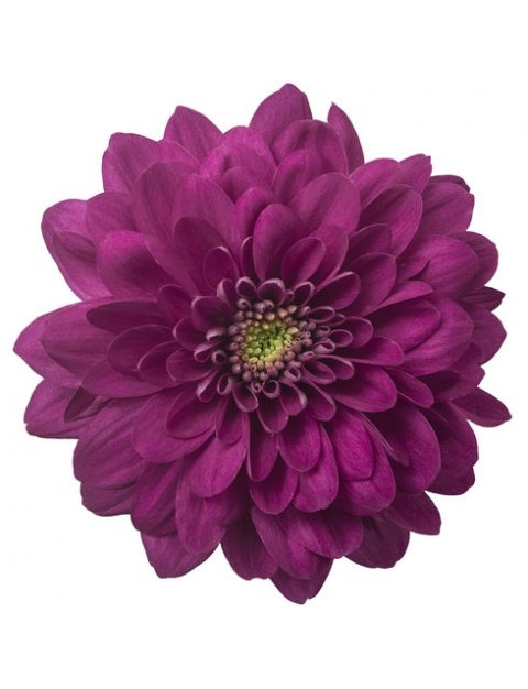 Exopolis Purple tros paars chrysant bloem hr
