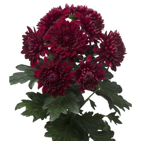 Velvet Red rood chrysant tak