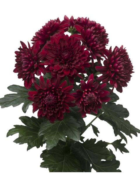 Velvet Red rood chrysant tak