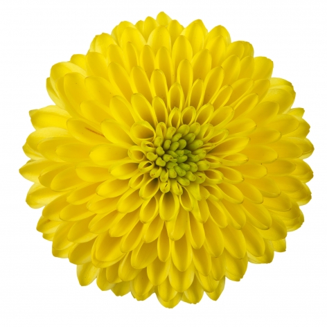 sa doria yellow bloem