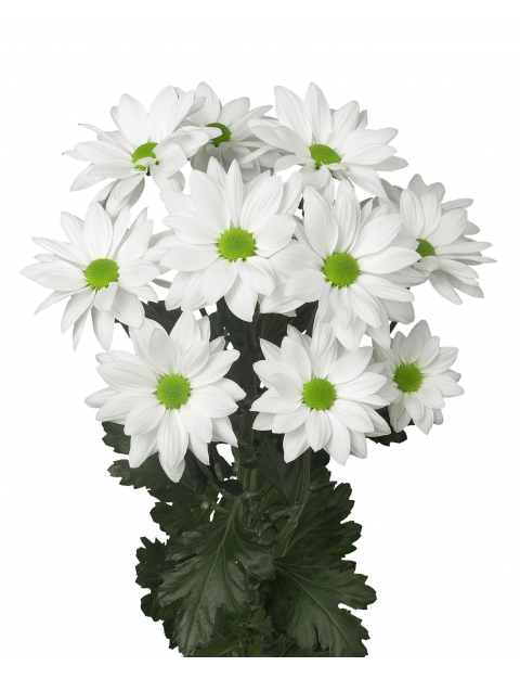 sp softone white tak