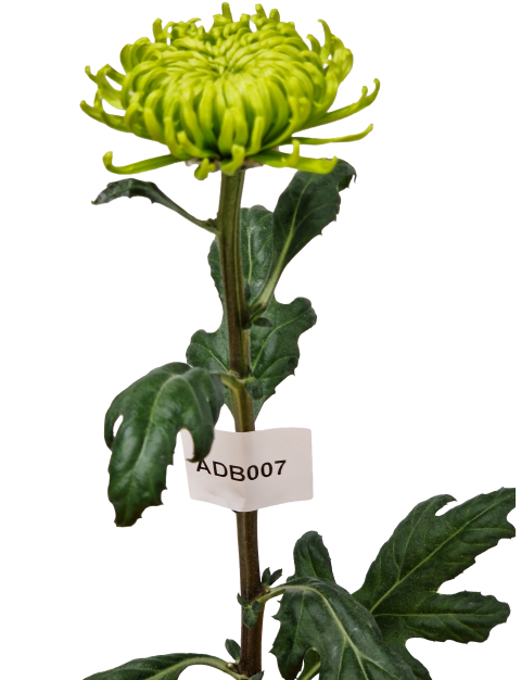 ADB007