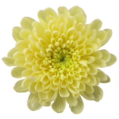 Aljonka Cream pluis geel chrysant bloem