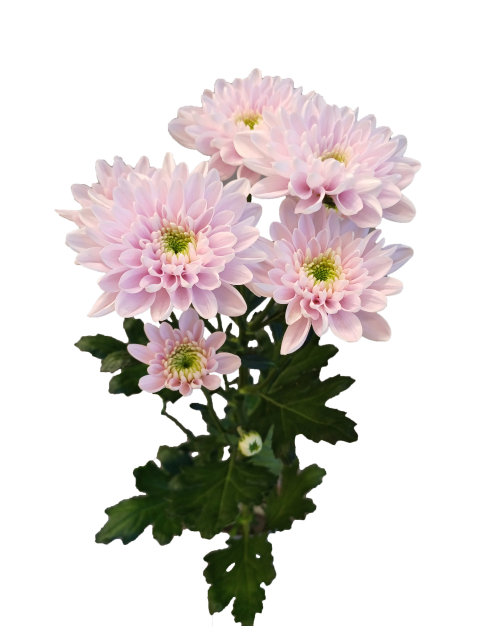 Attraction Dark PINK