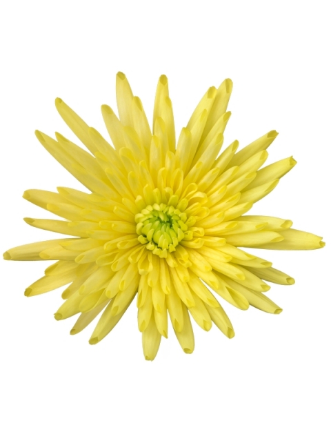 Carolle Yellow tros geel chrysant bloem