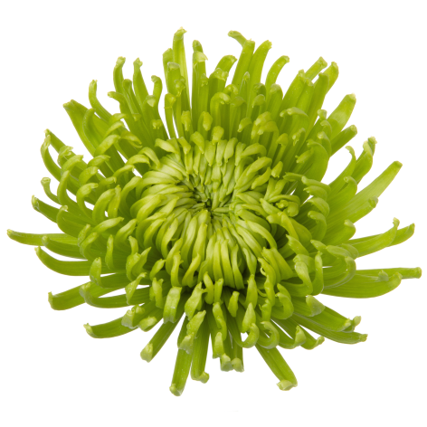 Di 19256553R005 flower LR