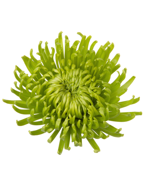 Di 19256553R005 flower LR