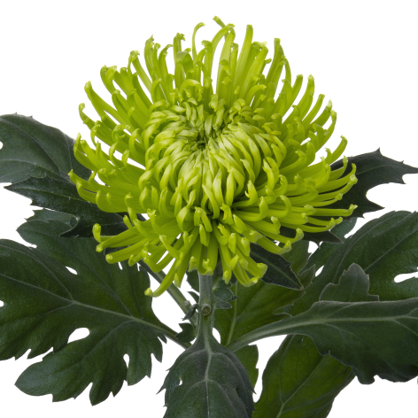 Di 19256553R005 stem LR