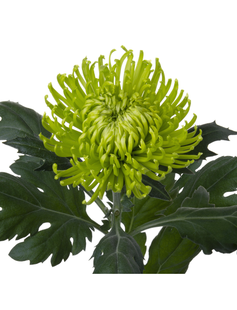 Di 19256553R005 stem LR