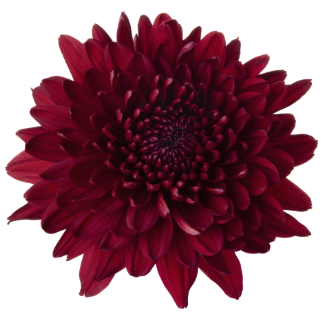 Di 21228299022 flower LR v2