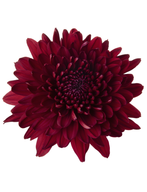 Di 21228299022 flower LR