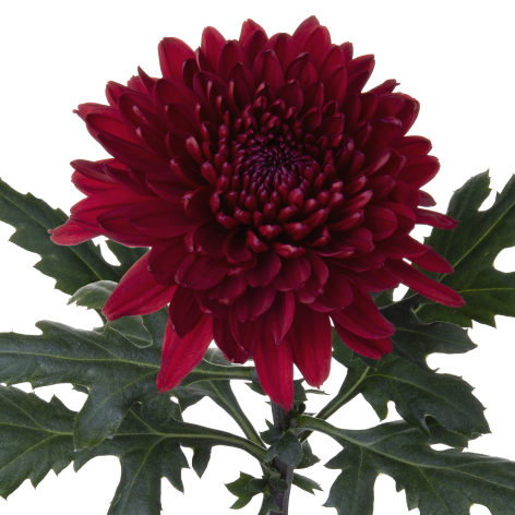 Di 21228299022 stem LR