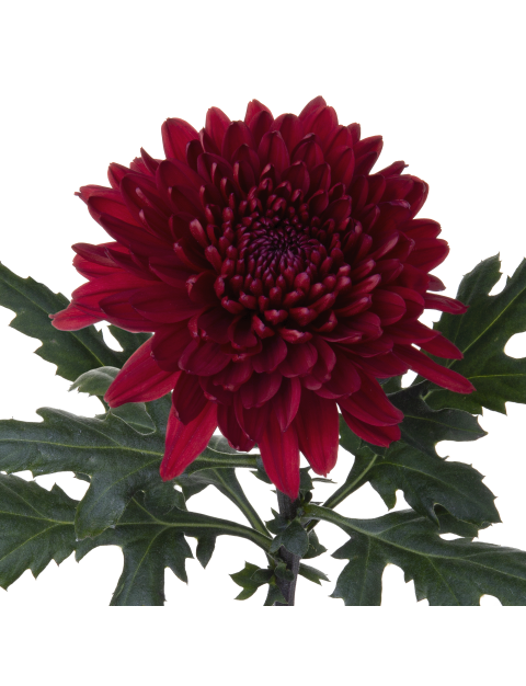 Di 21228299022 stem LR