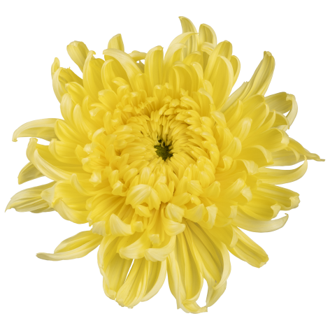 Di Dogo Yellow flower