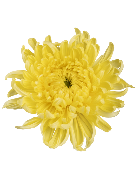Di Dogo Yellow flower