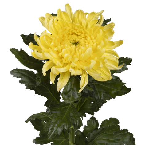 Di Dogo Yellow stem