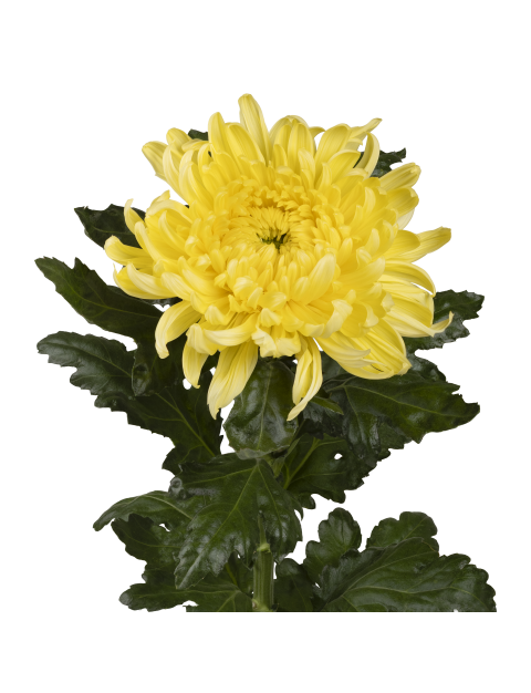 Di Dogo Yellow stem