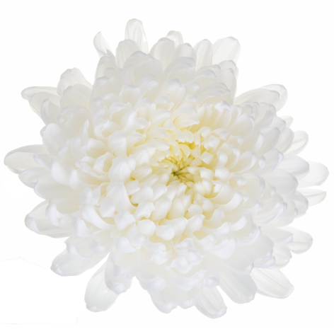 Di Kamaliya flower LR