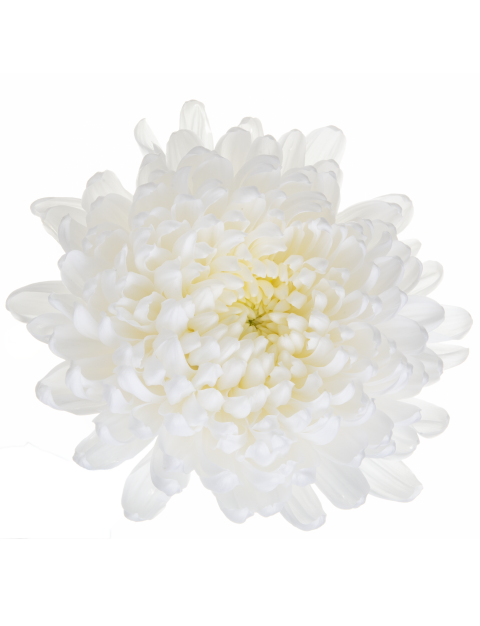 Di Kamaliya flower LR