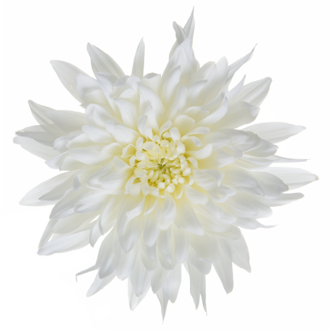Di Petruska White flower LR