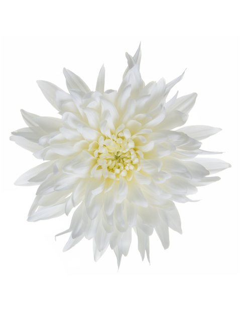 Di Petruska White flower LR