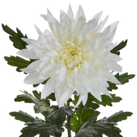 Di Petruska White stem LR
