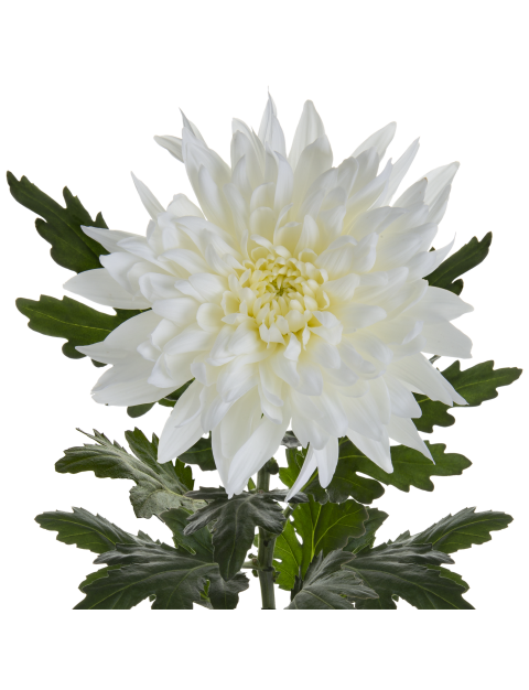 Di Petruska White stem LR