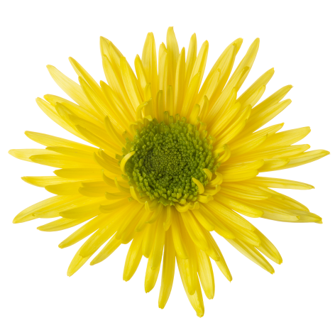 Di transition flower LR