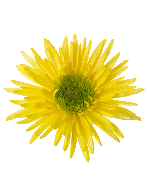 Di transition flower LR