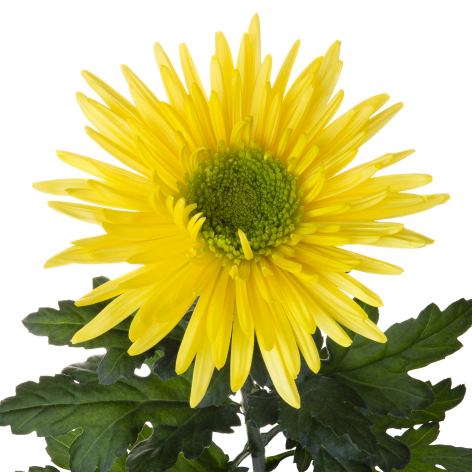 Di transition stem LR