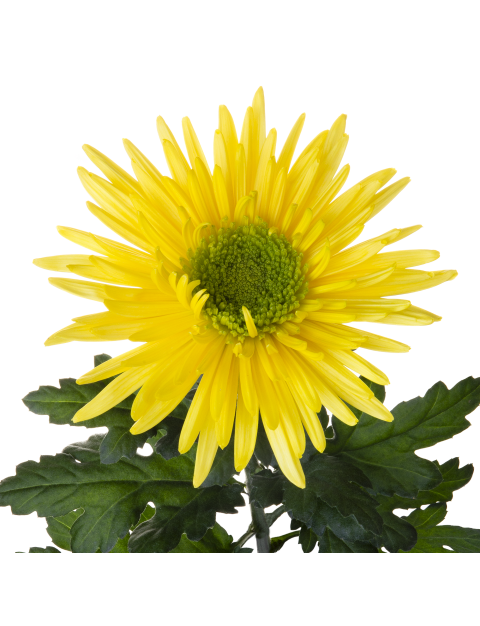 Di transition stem LR