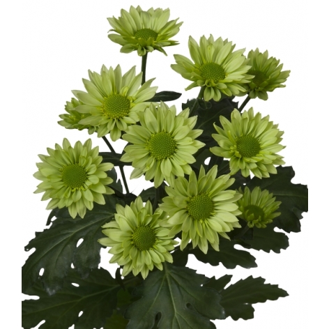 Greenlizard tros groen chrysant tak