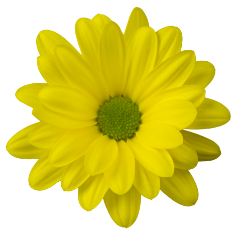 Inessa tros geel chrysant bloem