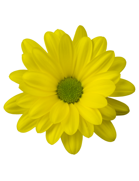 Inessa tros geel chrysant bloem