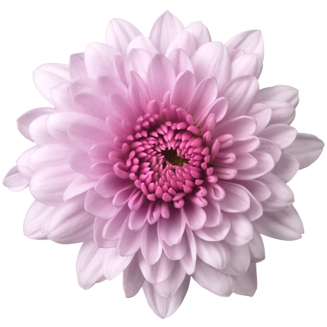 Konpeito tros roze chrysant bloem