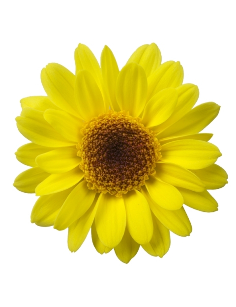 Kunawa tros geel chrysant bloem