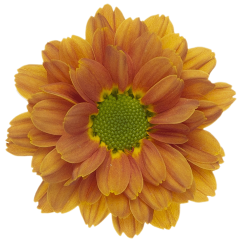 Ma 22204211003 flower LR