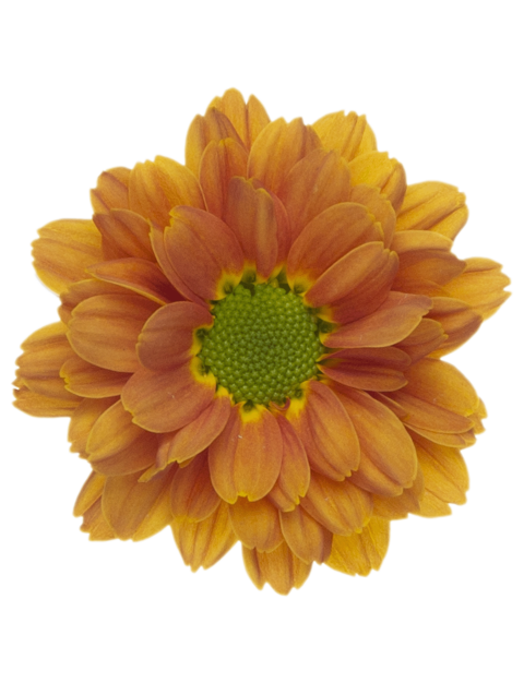 Ma 22204211003 flower LR