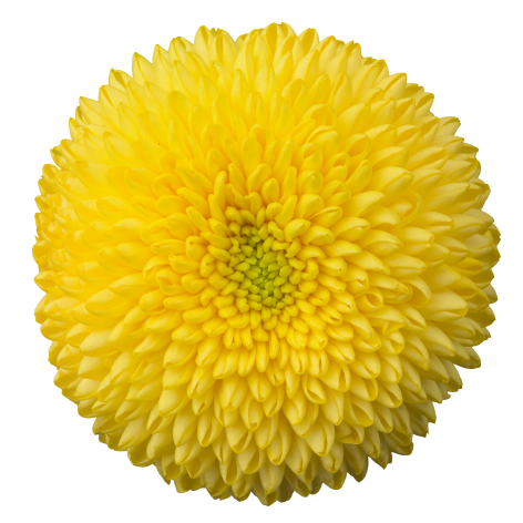 Marama Sunny pluis geel chrysant bloem