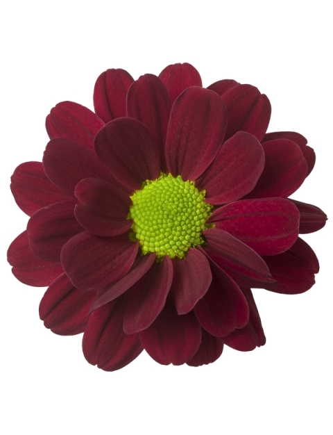 Margit tros rood chrysant bloem