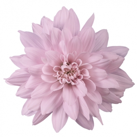 Petrushka tros roze wit chrysant bloem