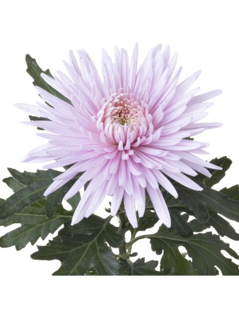 Pink Blossom