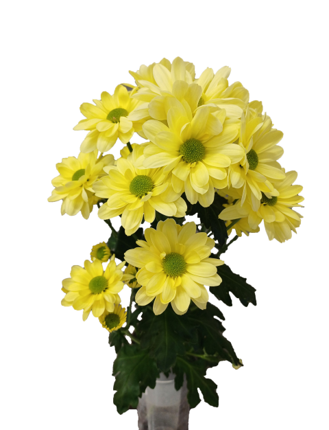 RESQ YELLOW 01