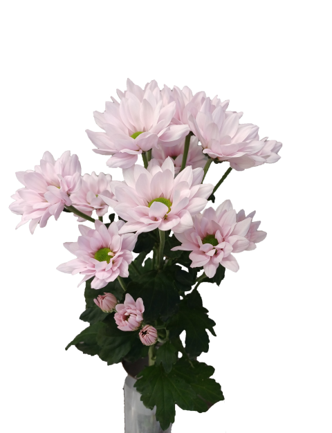 ResQ Rosy