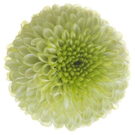 Sa 20223781040 flower LR