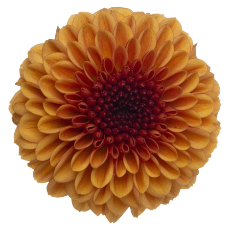 Sa 21267759002 flower LR